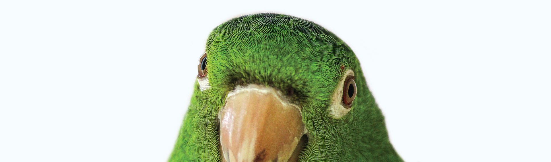 Parrot2